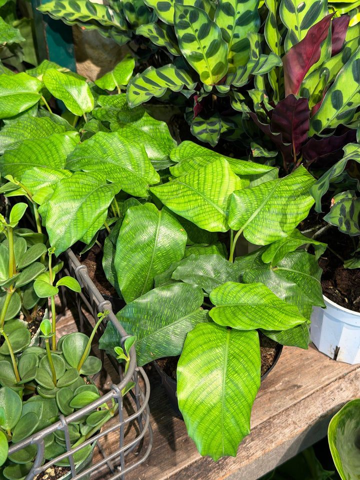 Calathea Network