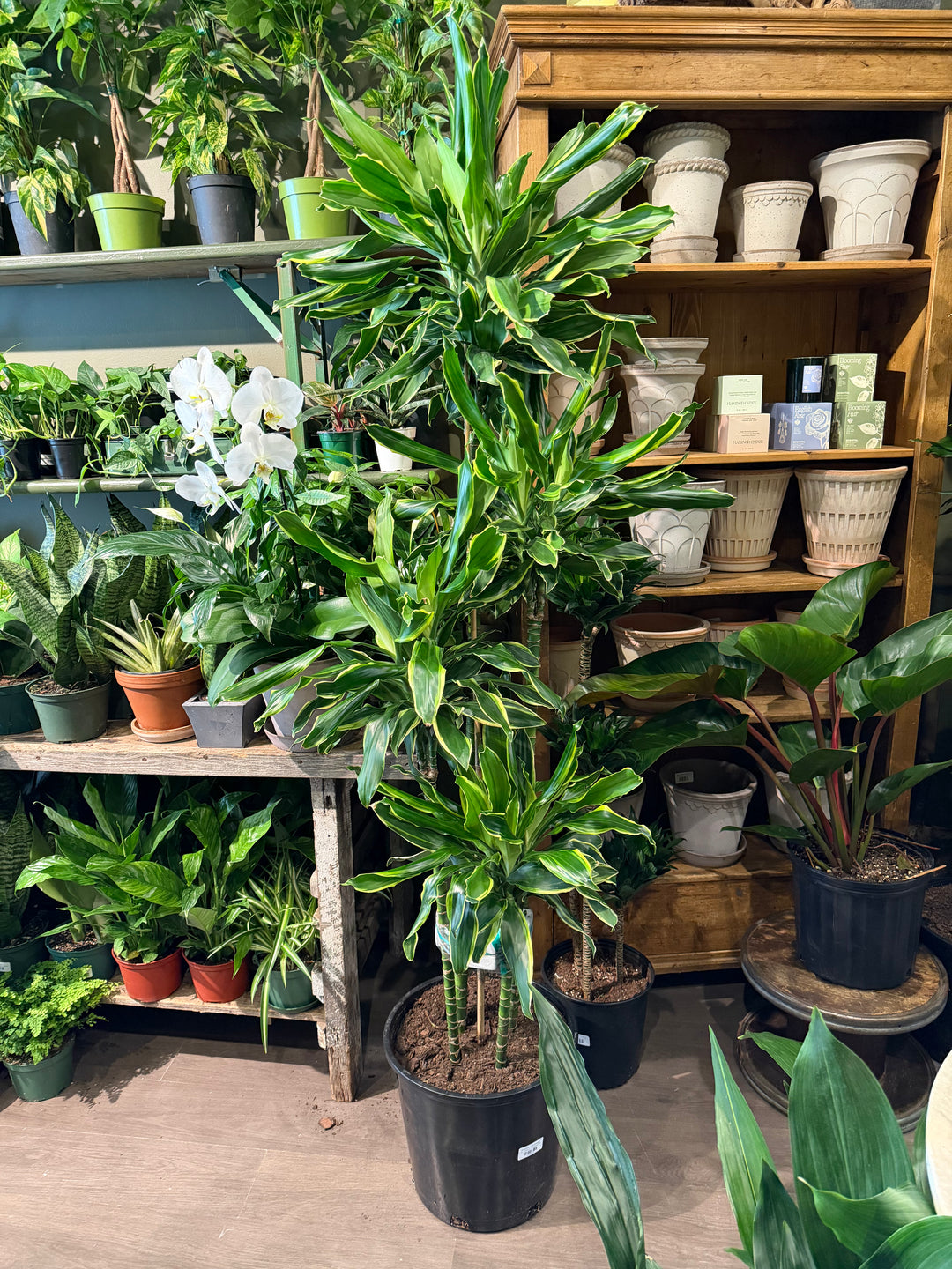 Dracaena 'Moonlight'