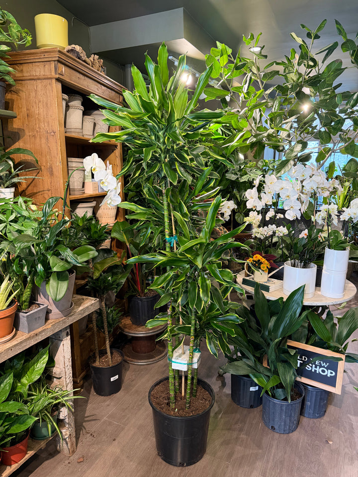 Dracaena 'Moonlight'