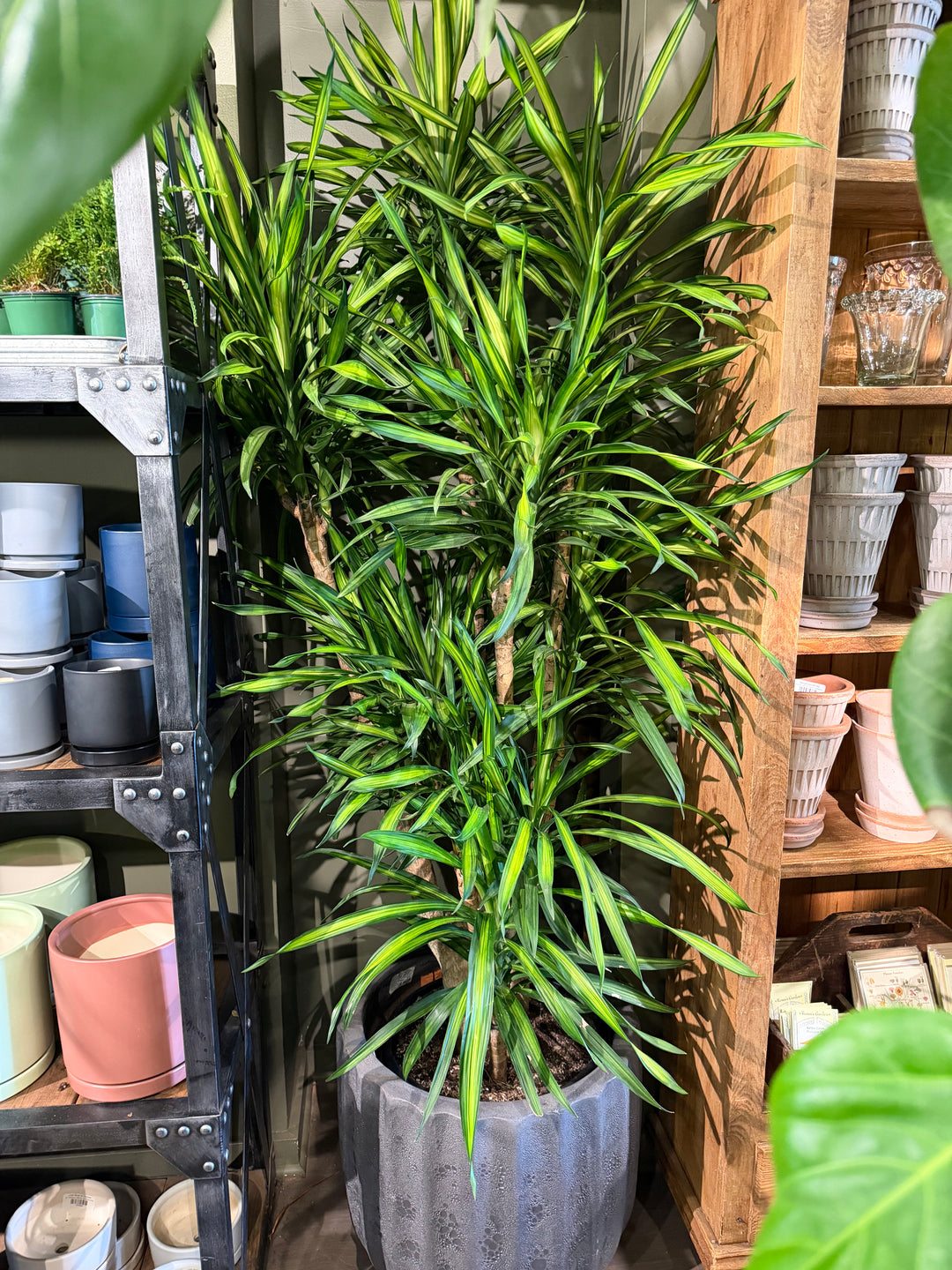 Dracaena 'Randy'