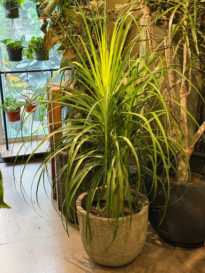 Ponytail Palm