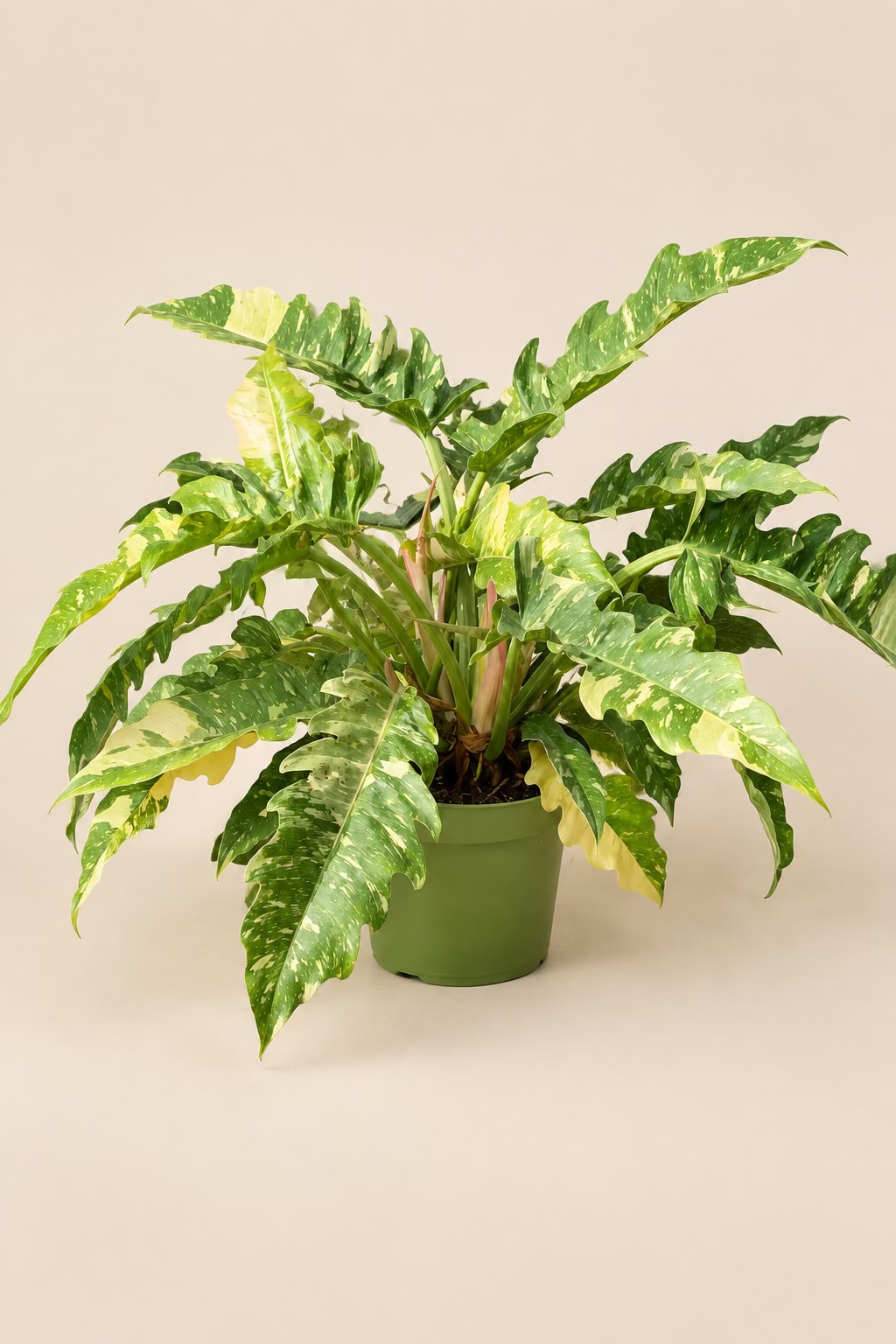 Philodendron 'Ring of Fire'