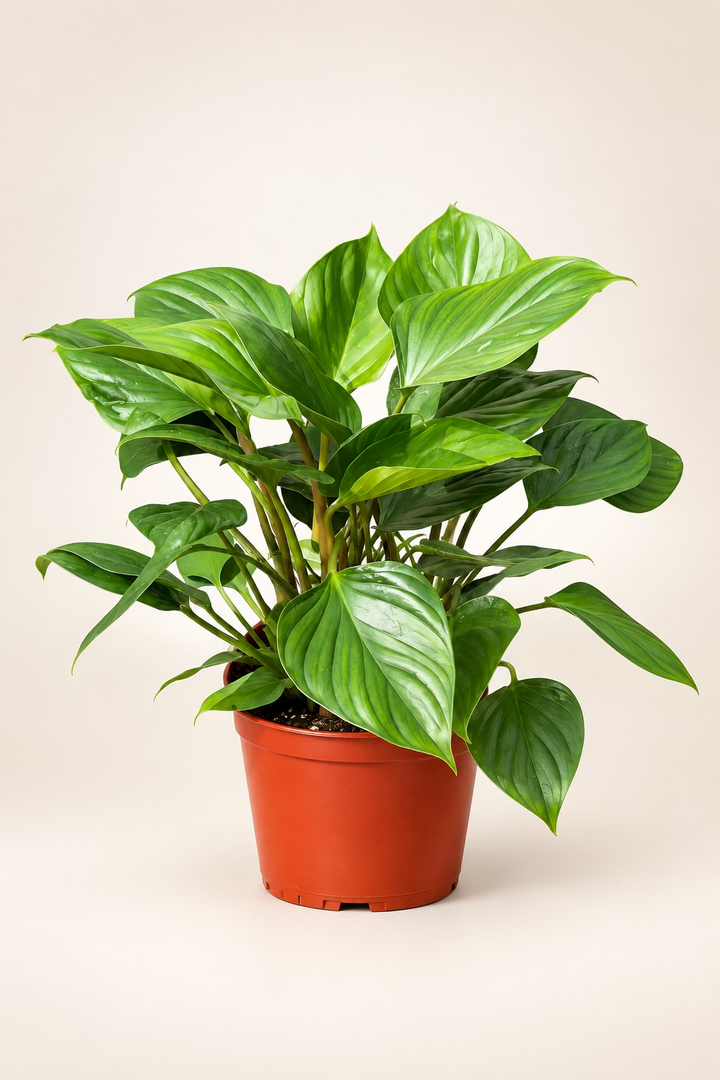 Homalomena 'Green'