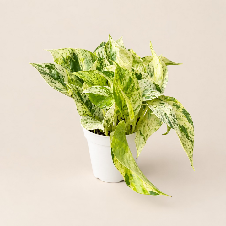 Snow Queen Pothos