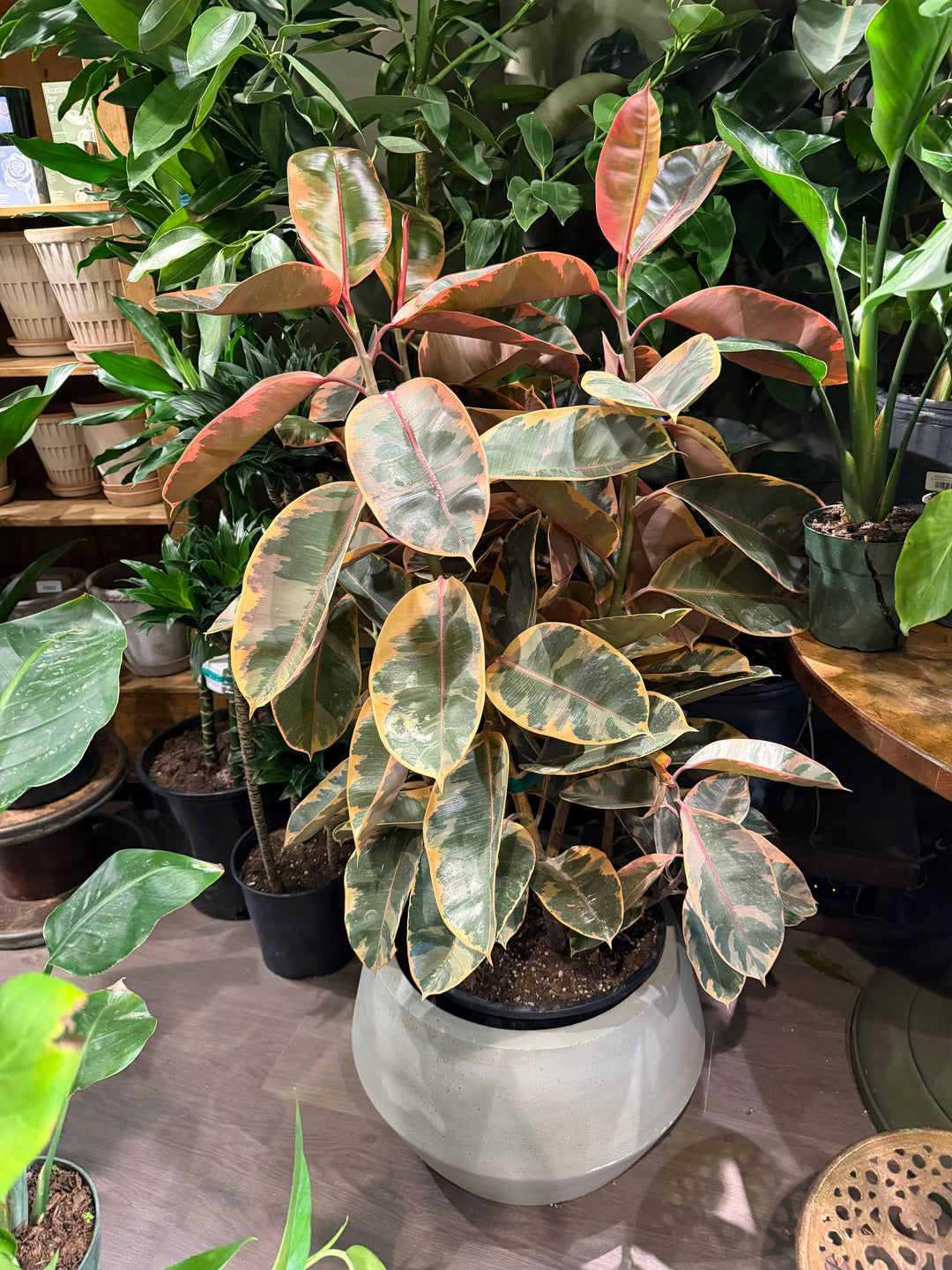 Ficus Elastica Ruby