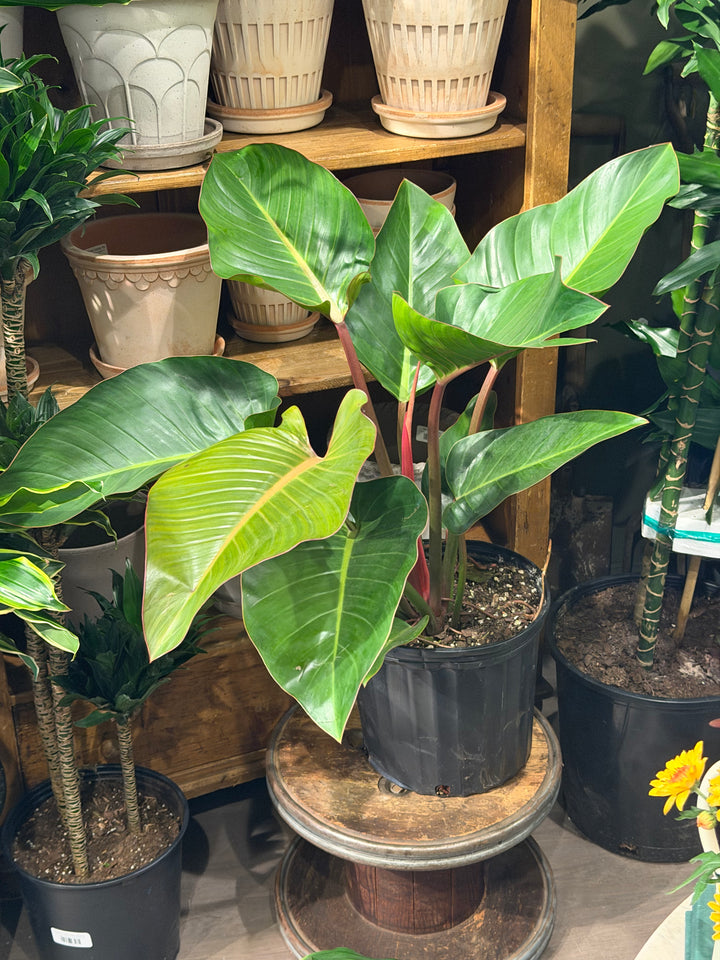 Philodendron 'Rojo Congo'