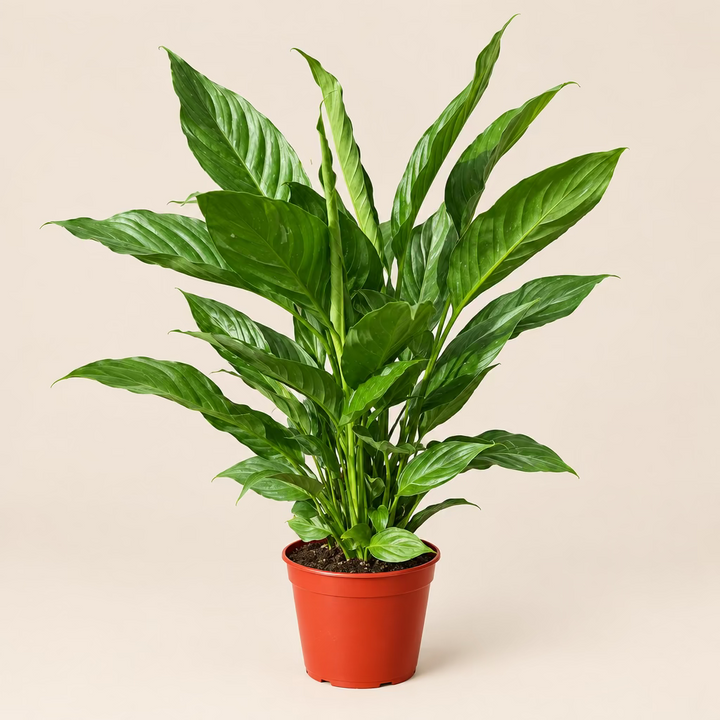 Peace Lily 'Domino'