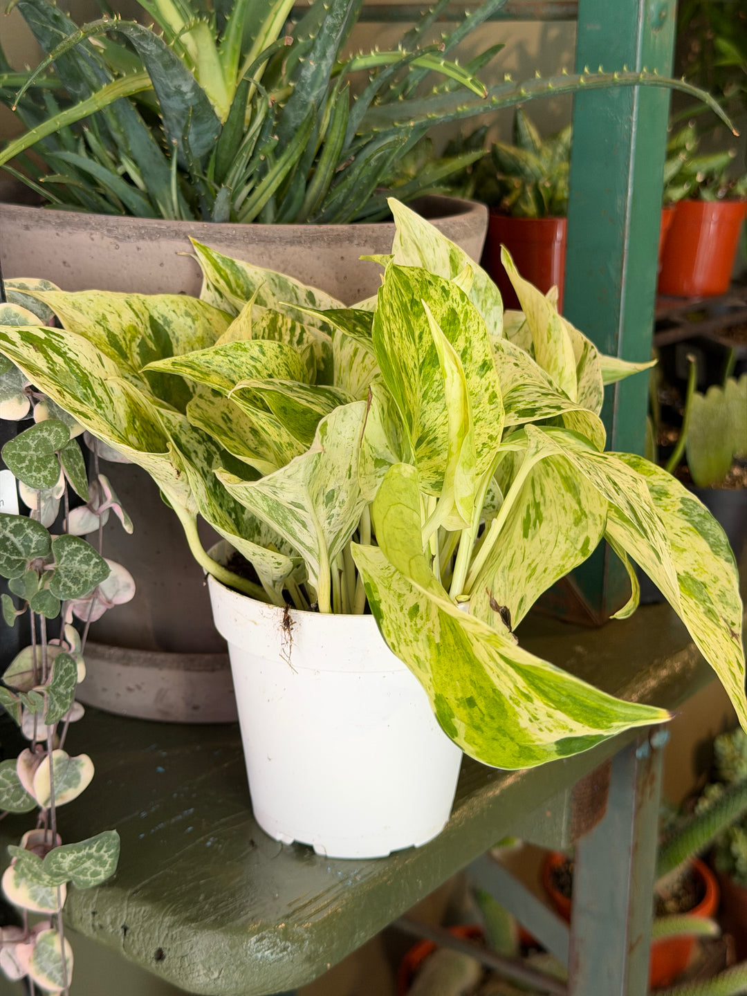 Snow Queen Pothos