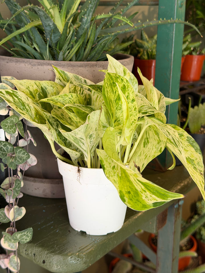Snow Queen Pothos