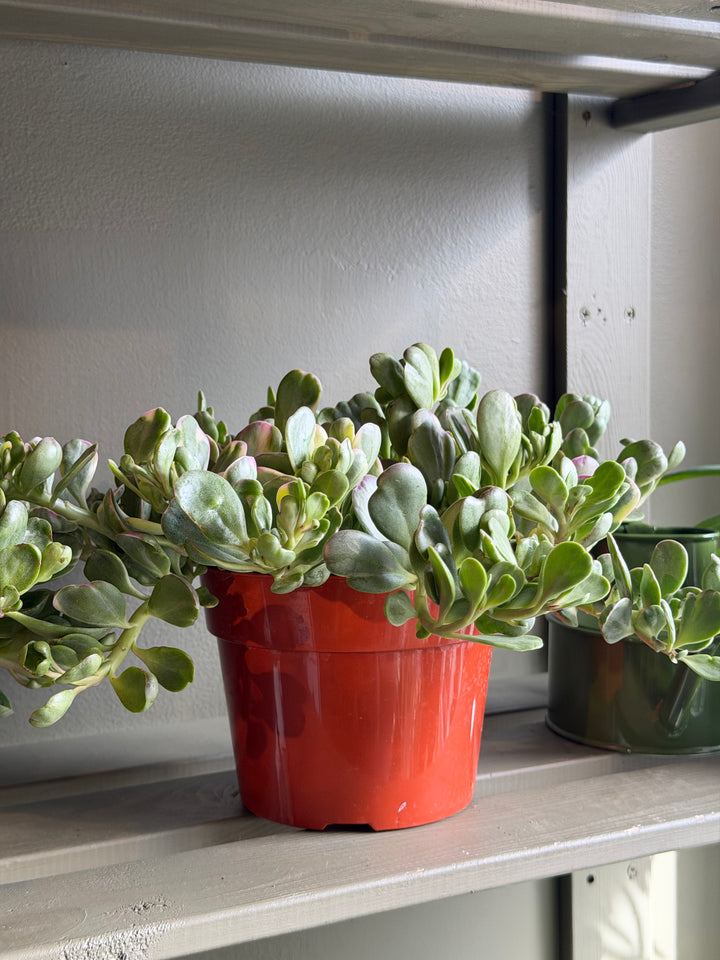 Variegated Jade