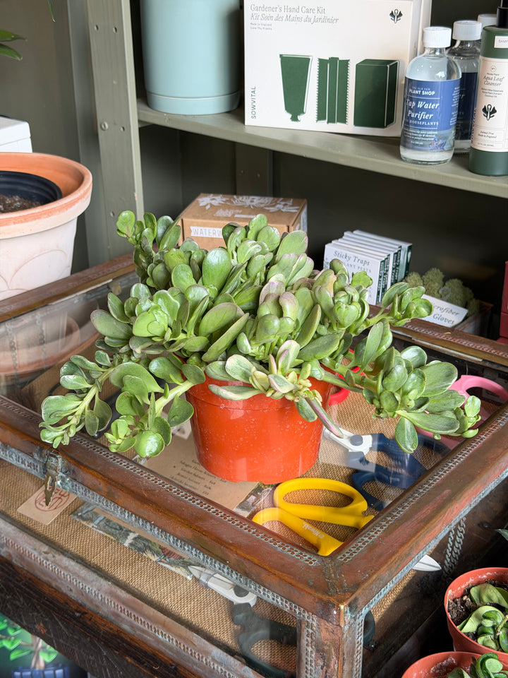 Variegated Jade