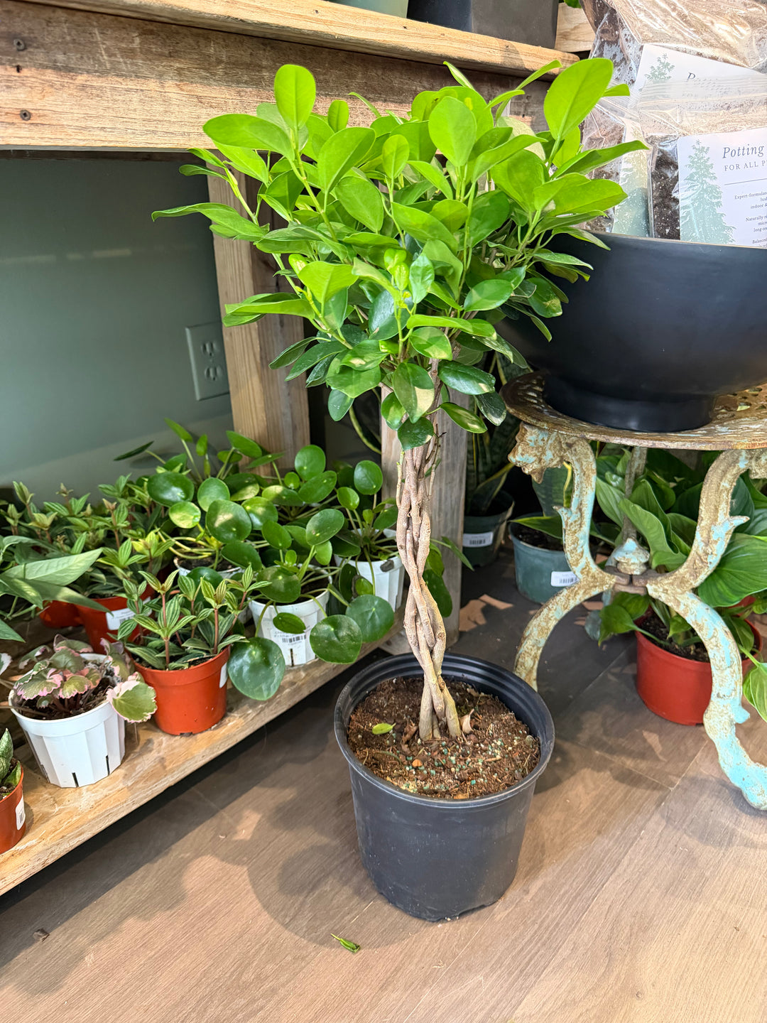 Ficus Moclame