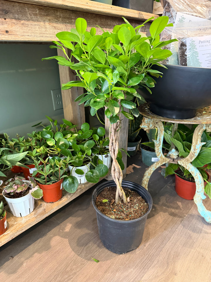 Ficus Moclame