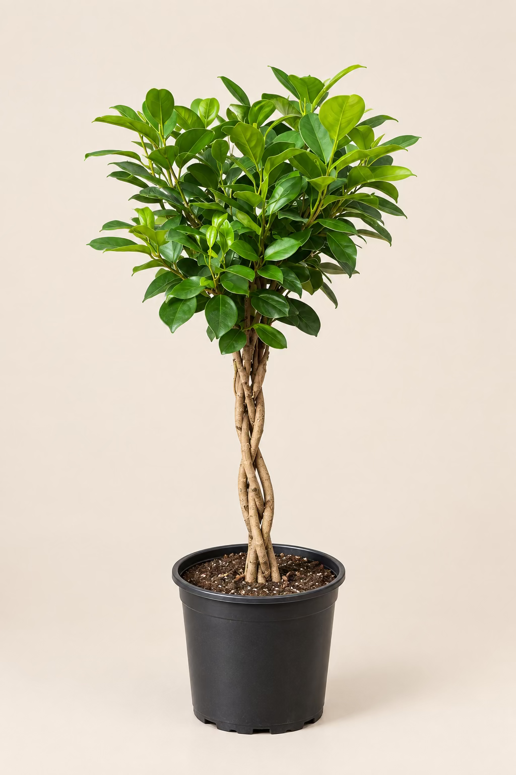 Ficus Moclame