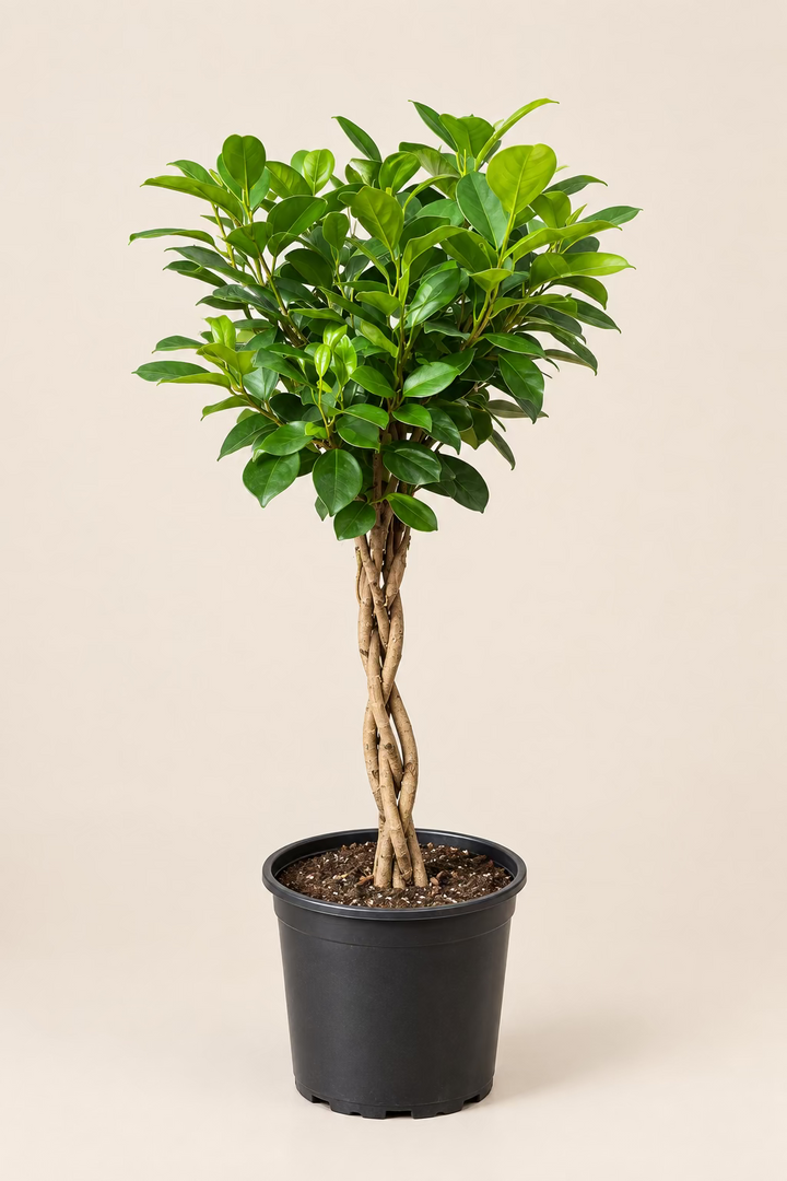 Ficus Moclame