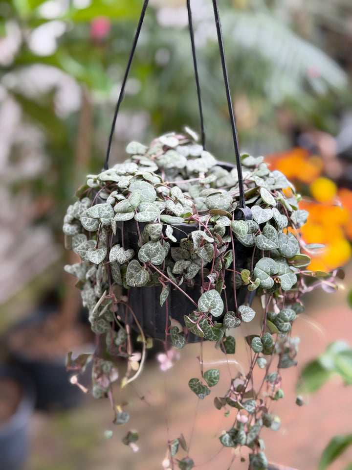 String of Hearts