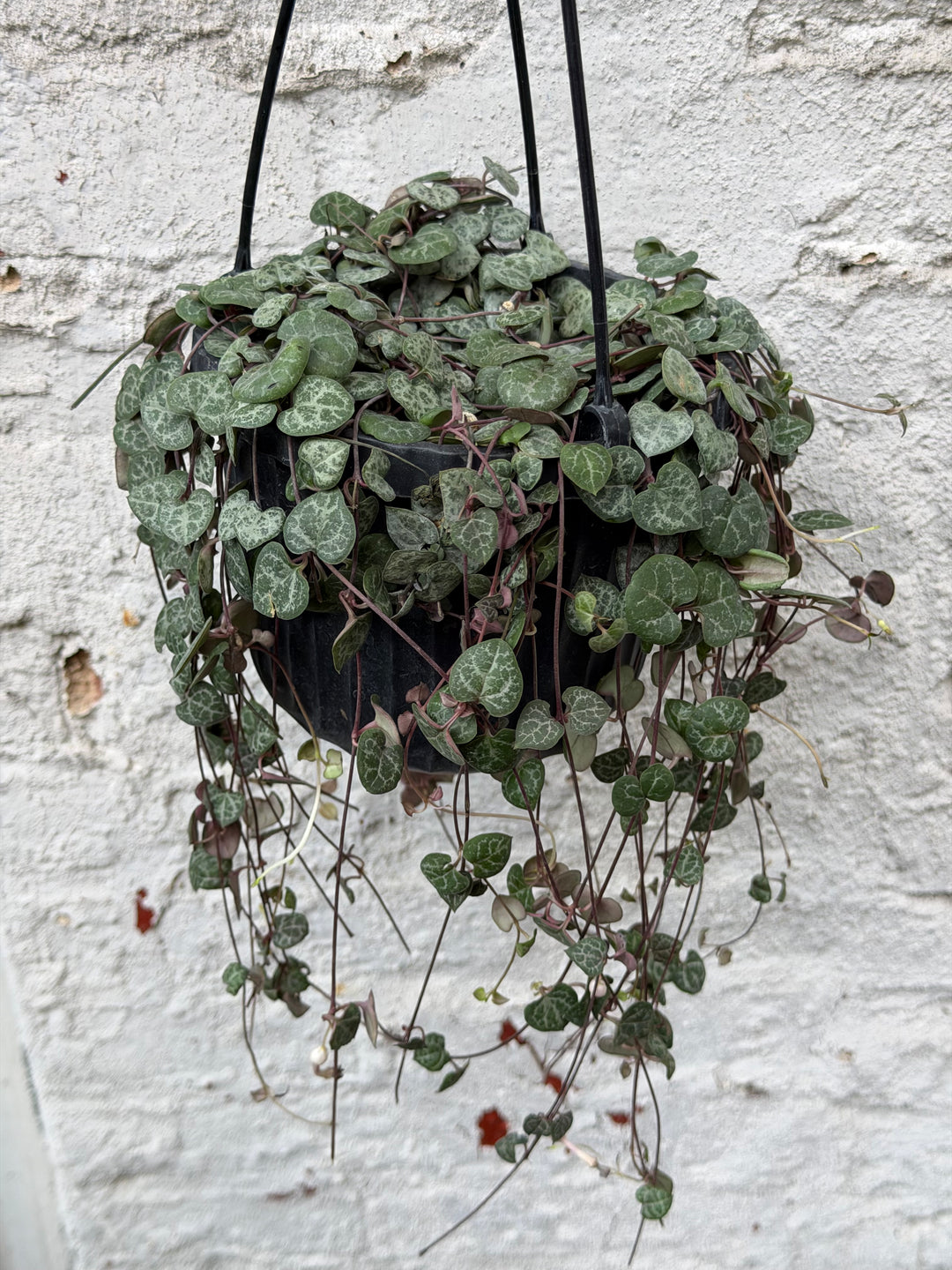 String of Hearts
