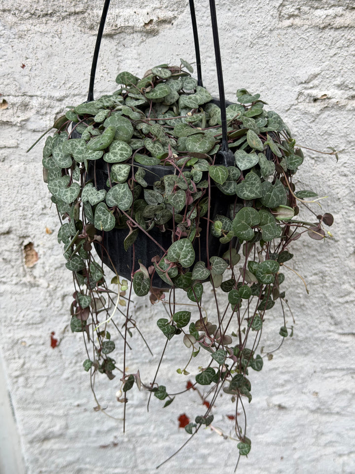 String of Hearts