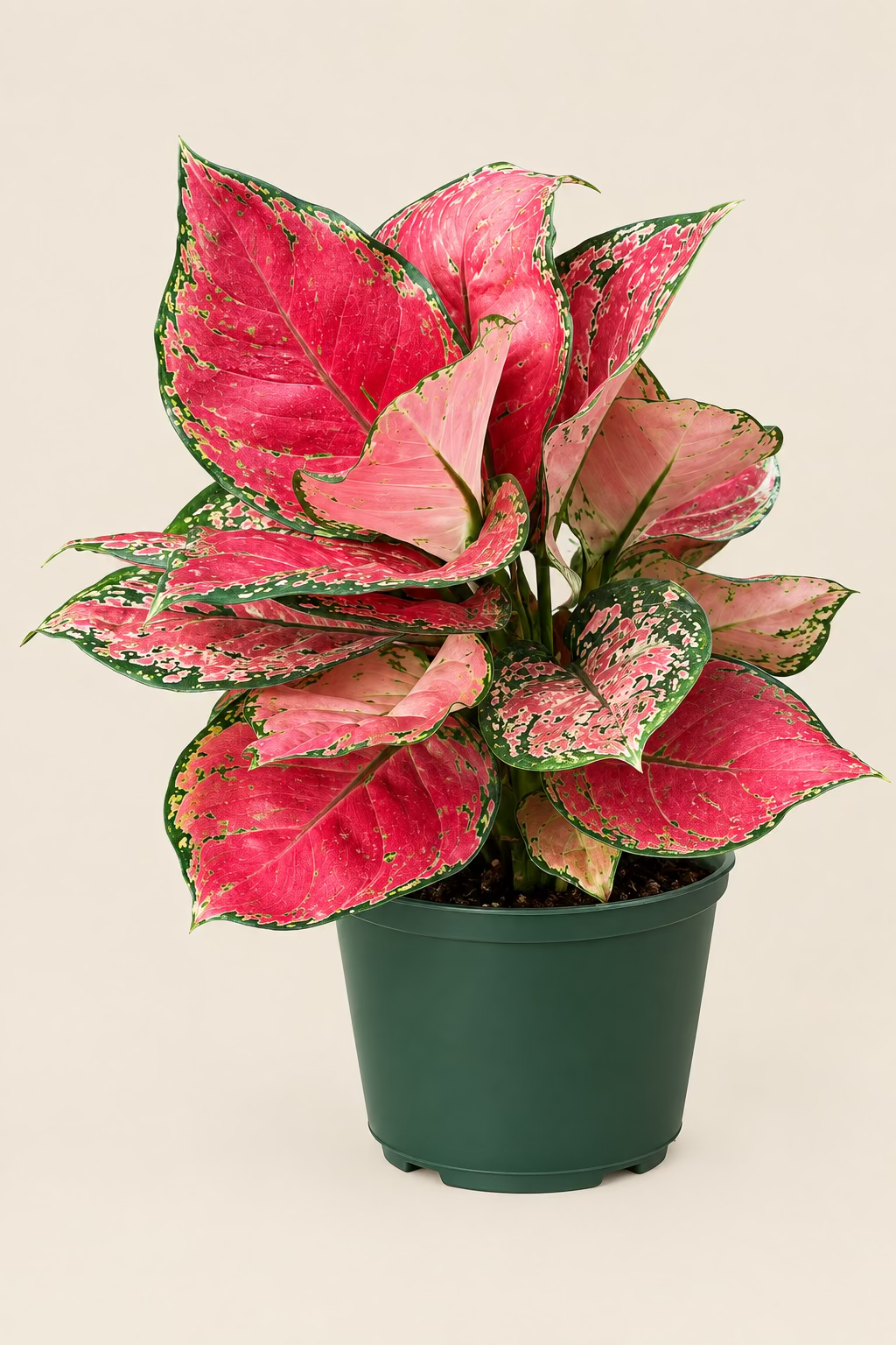 Aglaonema 'Valentine Red'