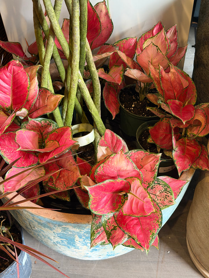 Aglaonema 'Valentine Red'