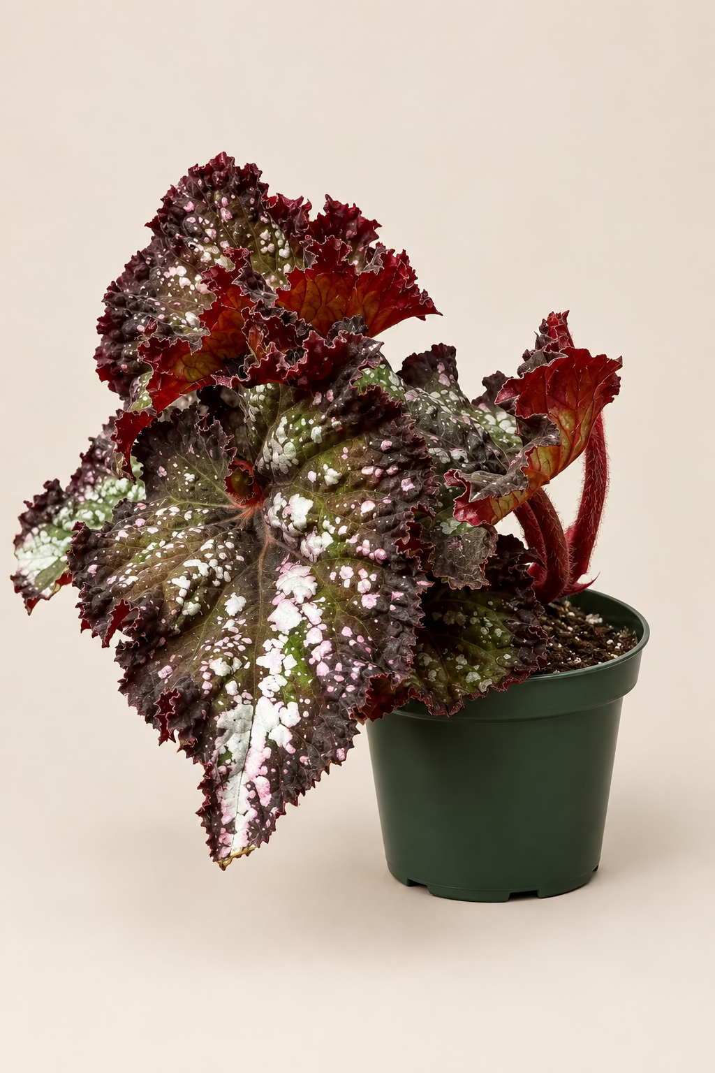 Begonia Rex