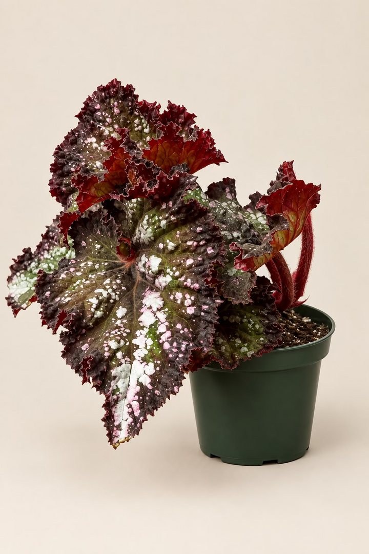 Begonia Rex