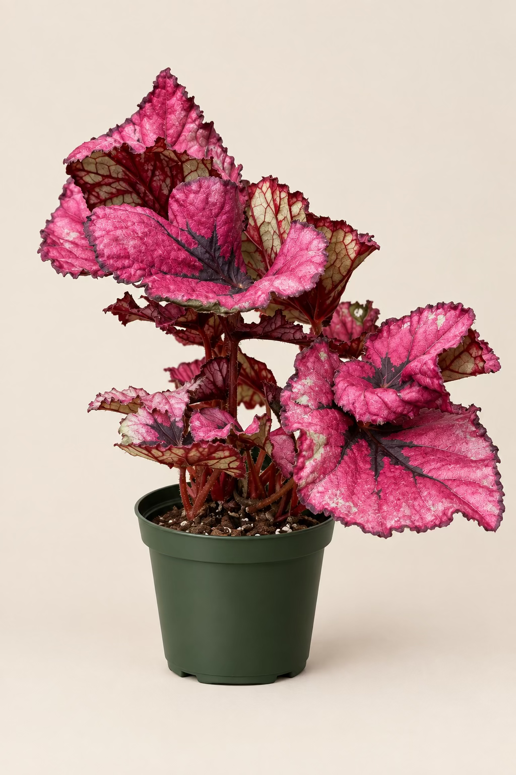Begonia Rex