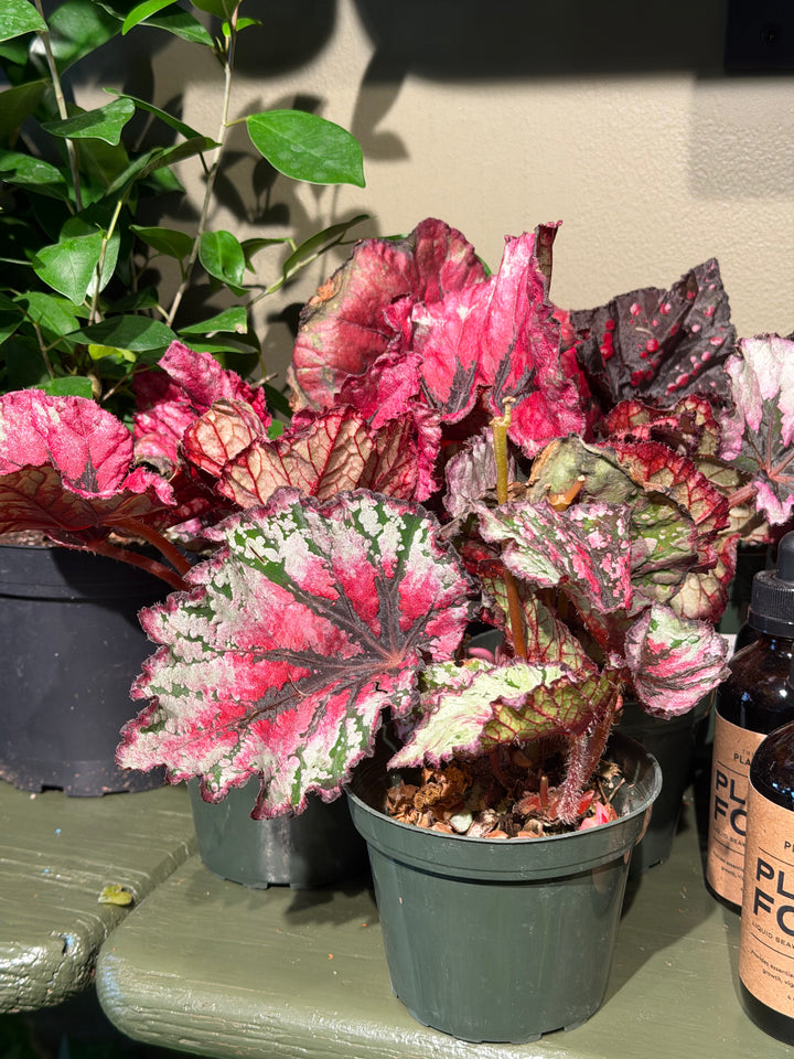 Begonia Rex