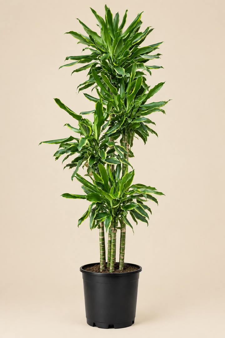 Dracaena 'Moonlight'