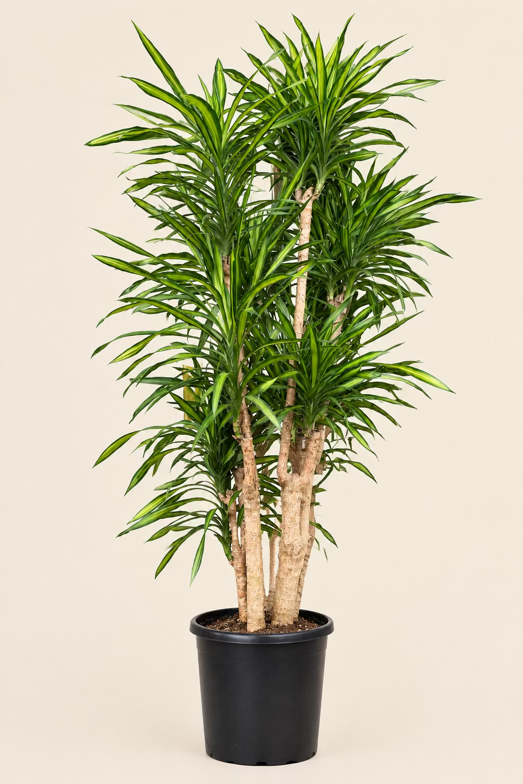 Dracaena 'Randy'