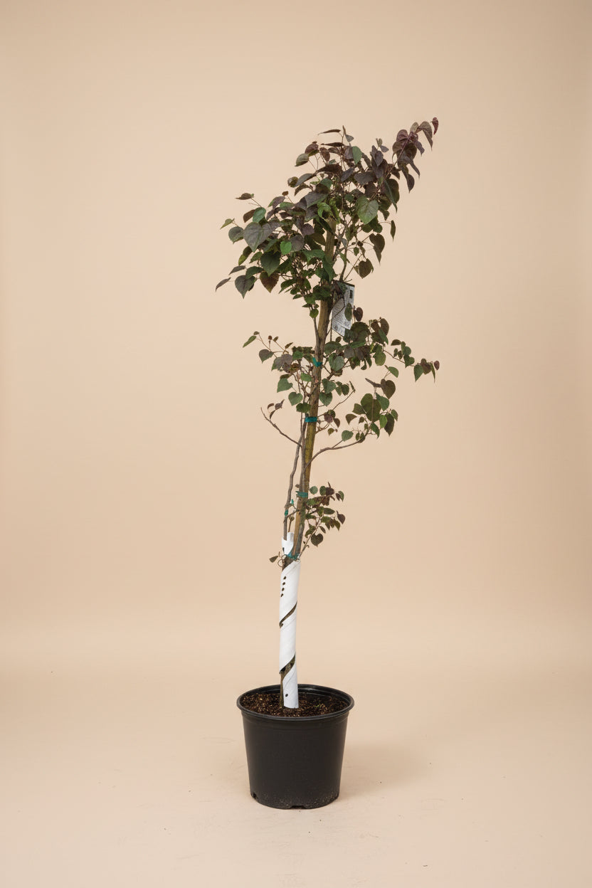 Garden Gems Emerald Redbud Bush