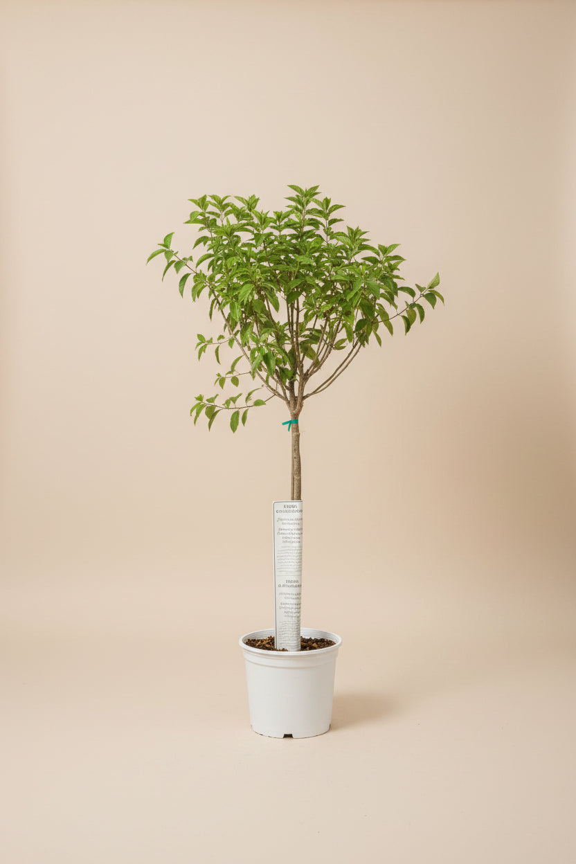 Limelight Hydrangea Tree