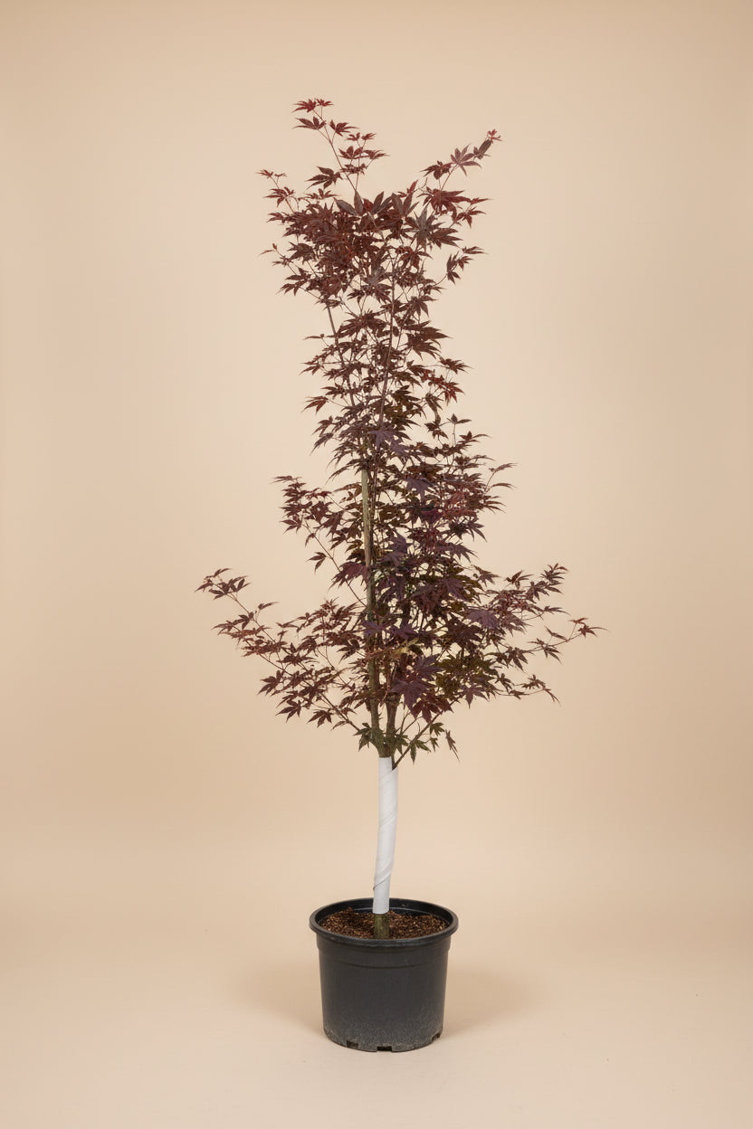 Japanese Maple 'Trompenburg'