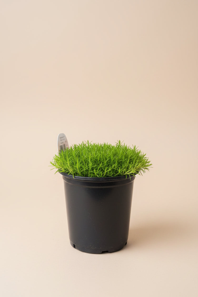 Irish Moss