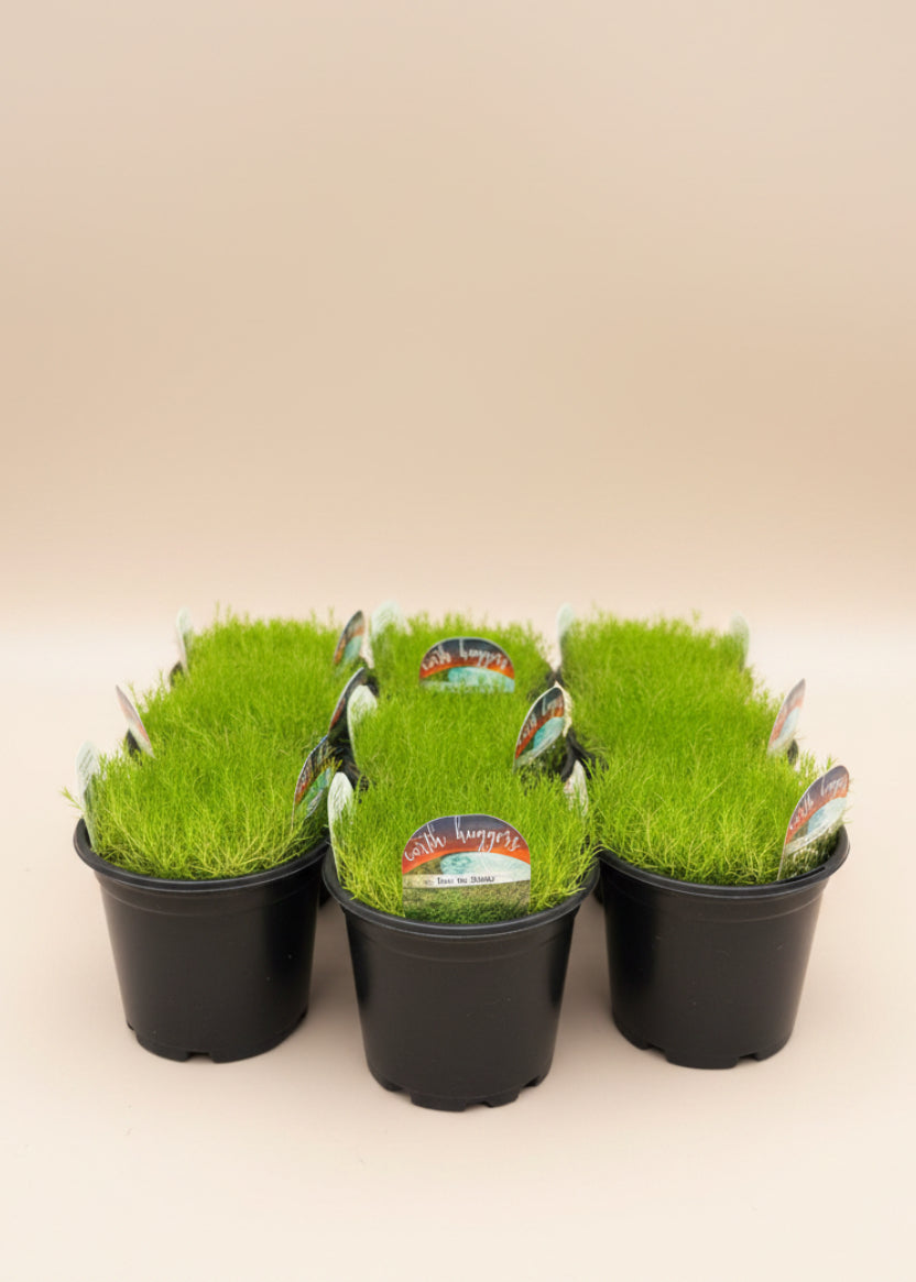 Scotch Moss