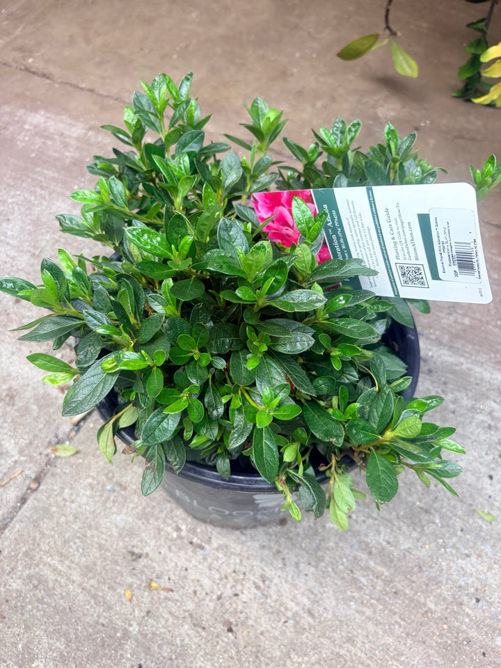 Bloom-A-Thon 'Pink Adoration' Azalea
