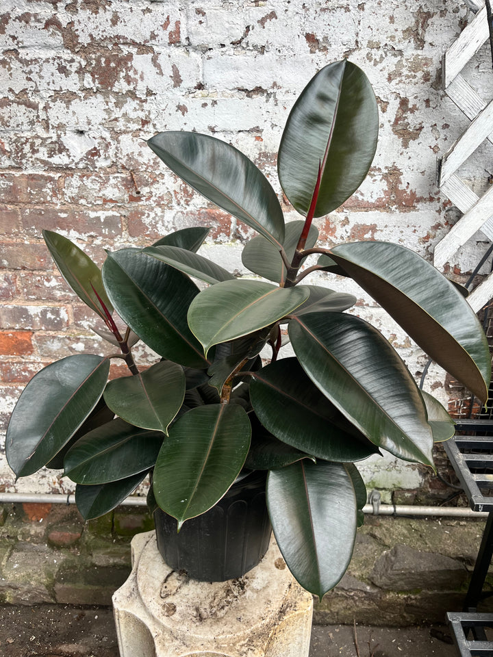 Ficus Burgundy