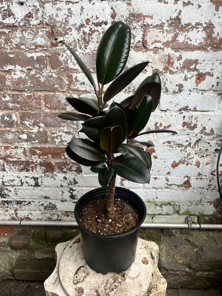 Ficus Burgundy