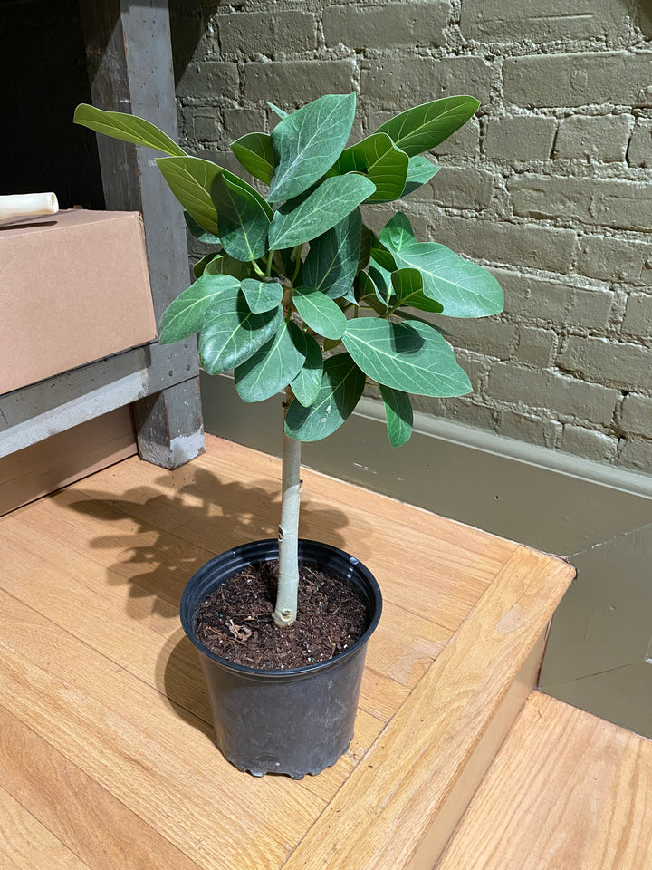 Ficus Audrey