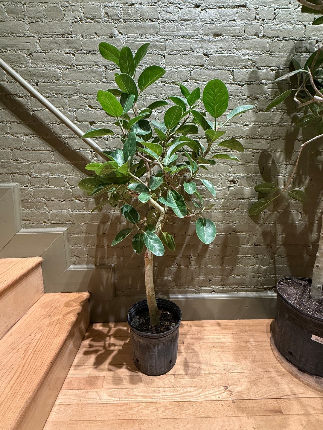 Ficus Audrey