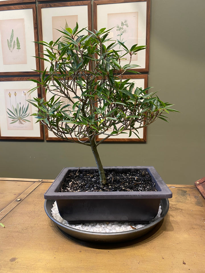 Ficus Bonsai