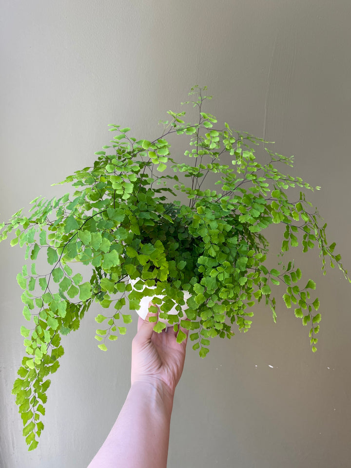 Maidenhair Fern