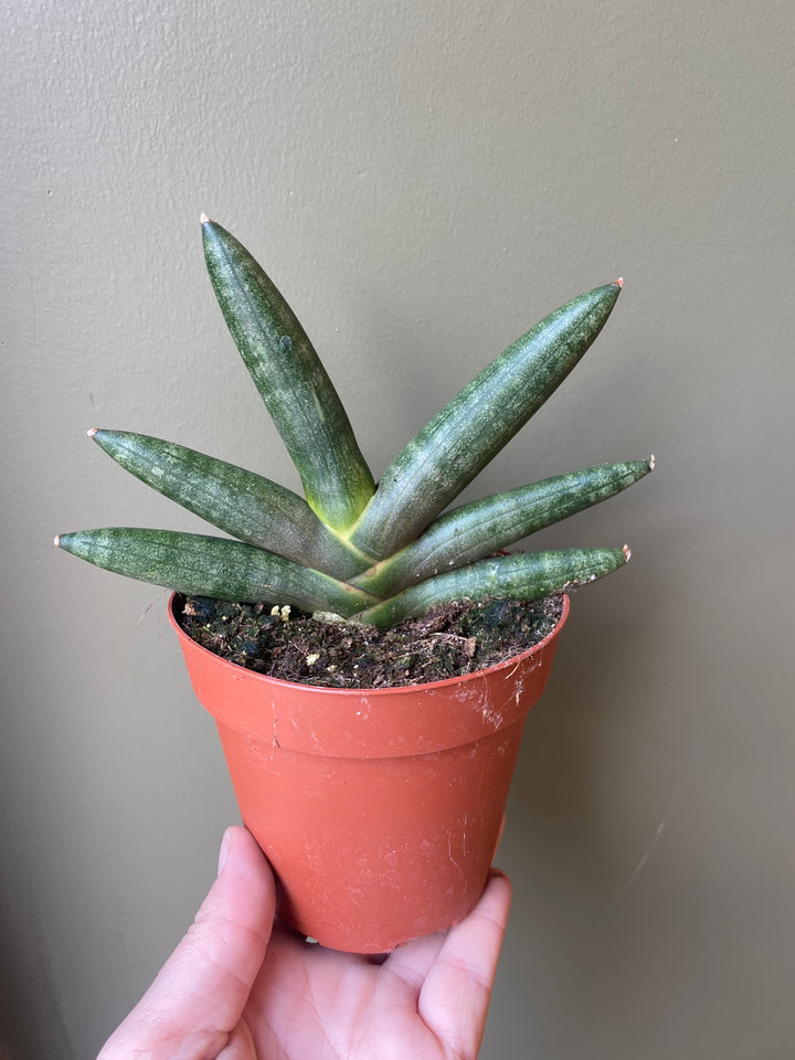 Snake Plant