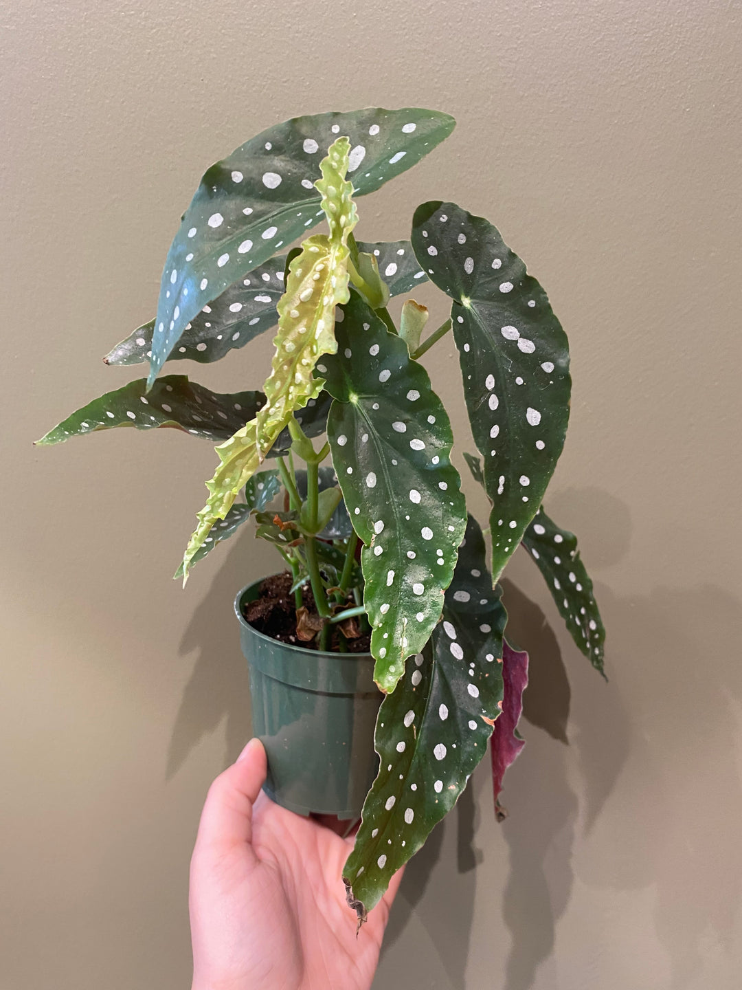 Polka Dot Begonia