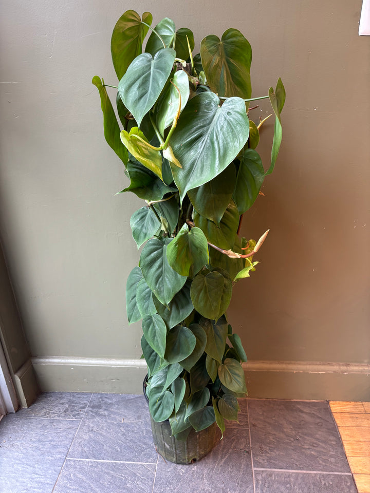 Philodendron Cordatum
