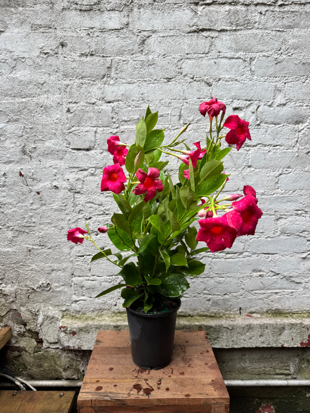 Mandevilla 'Raspberry Kiss'