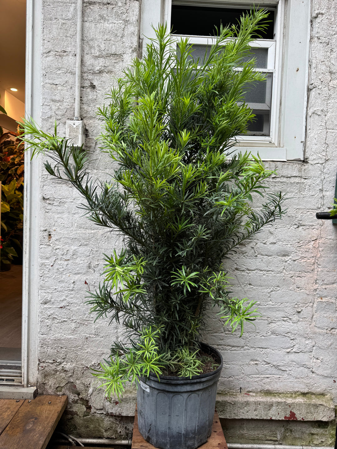 Podocarpus