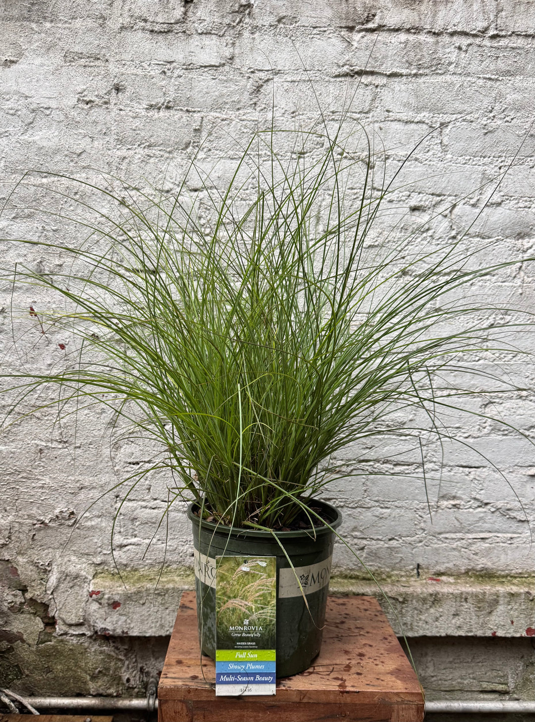 Maiden Grass