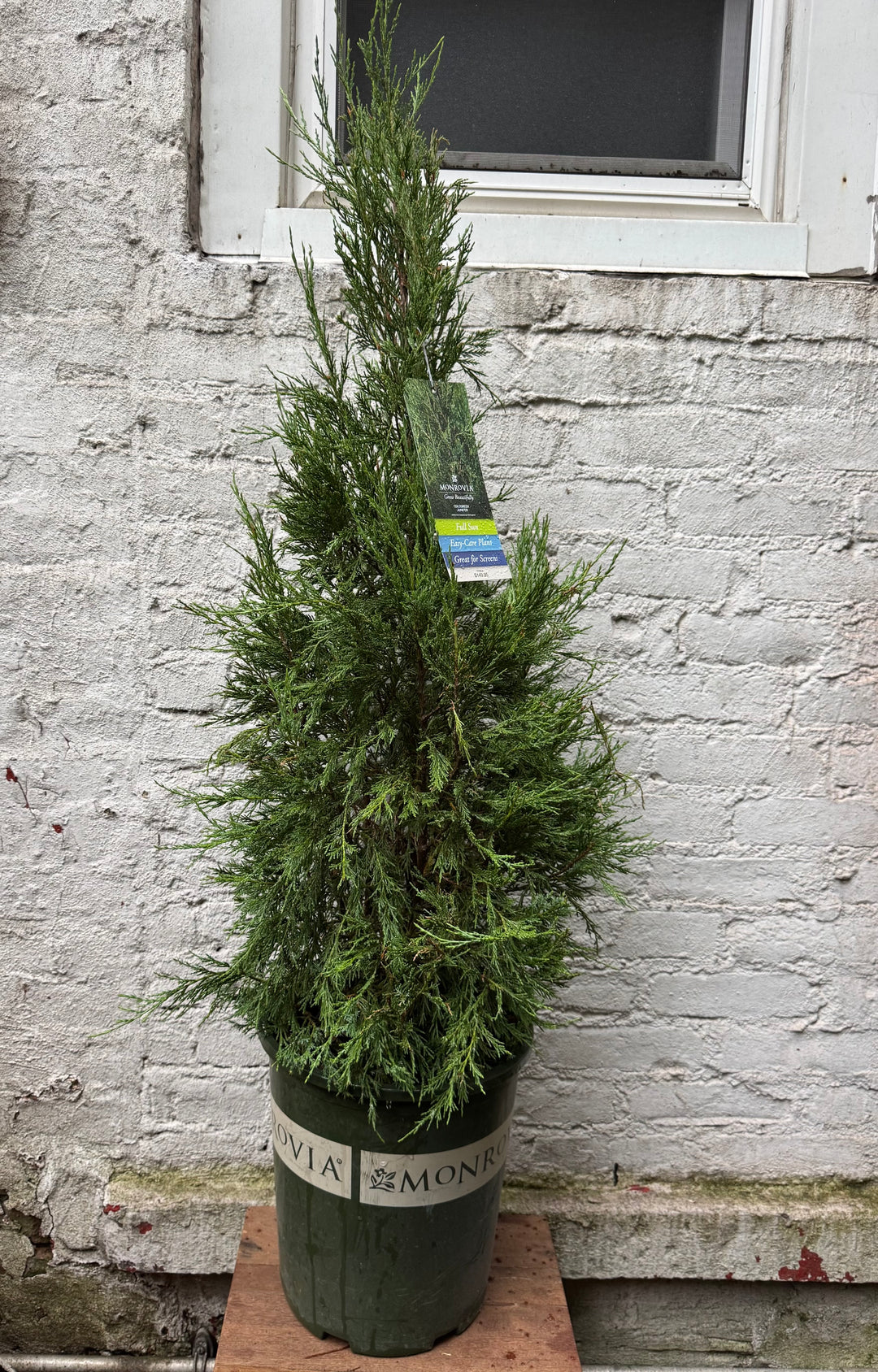 Cologreen Juniper