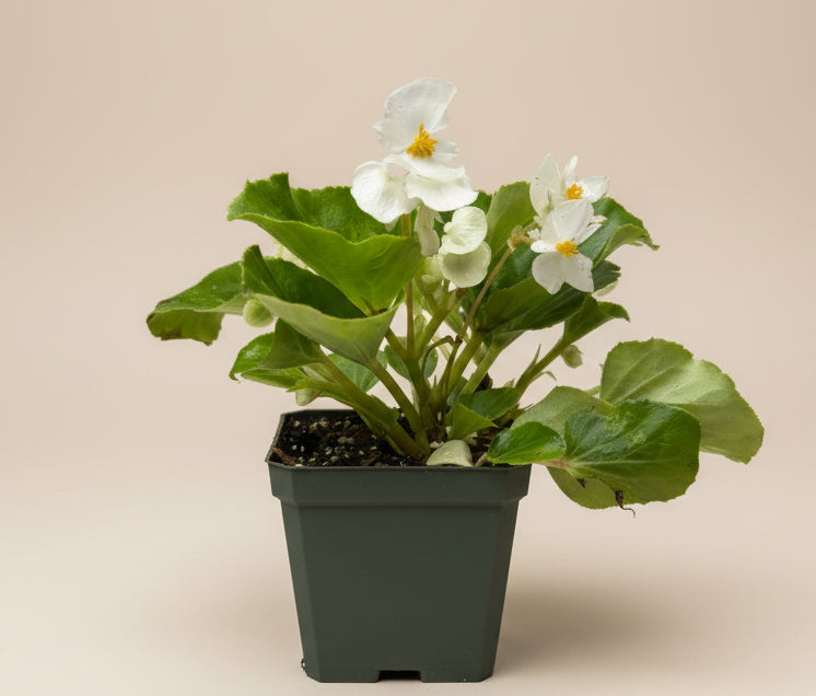 Begonia Big White Green Leaf